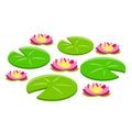 Water lily or lotus. Plant on lake and pond. Big green leaf.