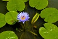 Water lily or lotus plant Royalty Free Stock Photo