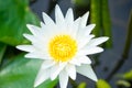 White water lily flower in pool Royalty Free Stock Photo