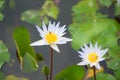 White water lily flower in pool Royalty Free Stock Photo