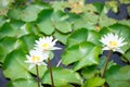 White water lily flower in pool Royalty Free Stock Photo