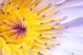 Water lily macro, Extreme macro of lotus flowers texture background Royalty Free Stock Photo