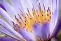 Water lily macro, Extreme macro of lotus flowers texture background Royalty Free Stock Photo