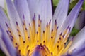 Water lily macro, Extreme macro of lotus flowers texture background Royalty Free Stock Photo