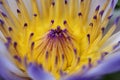 Water lily macro, Extreme macro of lotus flowers texture background Royalty Free Stock Photo