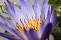 Water lily macro, Extreme macro of lotus flowers texture background Royalty Free Stock Photo