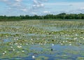 Water lily meadow, water lilies with green leaves floating on the water surface of a water channel mirror image under a blue sky Royalty Free Stock Photo