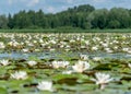 Water lily meadow, water lilies with green leaves floating on the water surface of a water channel mirror image under a blue sky Royalty Free Stock Photo