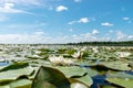 Water lily meadow, water lilies with green leaves floating on the water surface of a water channel mirror image under a blue sky Royalty Free Stock Photo