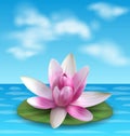 Water Lily, Nenuphar, Spatter-dock, Pink Lotus on Green Leaf. Flower Exotic