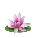 Water Lily, Nenuphar, Spatter-dock, Pink Lotus on Green Leaf. Flower Isolated Royalty Free Stock Photo