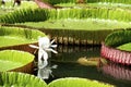 Water-lily, Nenuphar