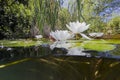 Water lily nuphar lutea Underwater shot