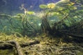 Water lily nuphar lutea Underwater shot Royalty Free Stock Photo