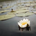 Water lily Nympaea tetragona Georgi. IUCN Red List