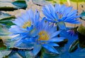 Water Lily nymphaea blue flowers