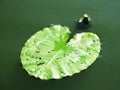 Water lily Nymphaea leaf plant nature photo