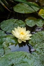 Water lily, nymphaea or lotus, aquatic flowering plants that grow in lakes, ponds, ponds, swamps or slow-flowing streams, usually