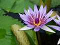 water lily Nymphaea nouchali var. caerulea ,Egyptian lotus plants ,Nymphaeaceae Royalty Free Stock Photo