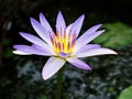 water lily Nymphaea nouchali var. caerulea ,Egyptian lotus plants ,Nymphaeaceae Royalty Free Stock Photo