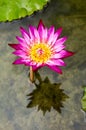 Water lily (Nymphaeaceae) Royalty Free Stock Photo