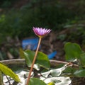 Water Lily or Nymphaeaceae