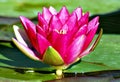 Water lily. Nymphaeaceae is a family of flowering plants Royalty Free Stock Photo