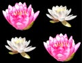 Water lily. Nymphaeaceae is a family of flowering plants. Royalty Free Stock Photo