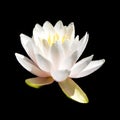 Water lily. Nymphaeaceae is a family of flowering plants. Royalty Free Stock Photo