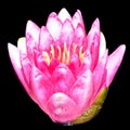 Water lily. Nymphaeaceae is a family of flowering plants. Royalty Free Stock Photo