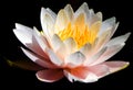Water lily. Nymphaeaceae is a family of flowering plants. Royalty Free Stock Photo