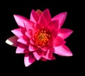 Water lily. Nymphaeaceae is a family of flowering plants. Royalty Free Stock Photo