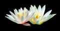 Water lily. Nymphaeaceae is a family of flowering plants. Royalty Free Stock Photo