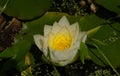 Water Lily Nymphaeaceae Royalty Free Stock Photo