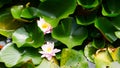 Water lily nymphea soft pink with yellow heart in France Royalty Free Stock Photo