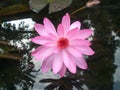 The water lily of the old pond is decorated with a colorful water lily.