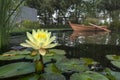 water lily and old rowing boat Royalty Free Stock Photo