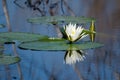 Water Lily Pad Flower, Savannah National Wildlife Refuge Royalty Free Stock Photo