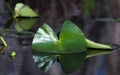 Water Lily Pad Spatterdock, Okefenokee Swamp National Wildlife Refuge