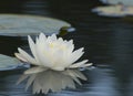 Water lily and Pads Royalty Free Stock Photo