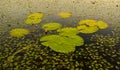 Water Lily Pads Royalty Free Stock Photo