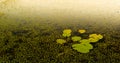 Water Lily Pads Royalty Free Stock Photo