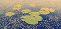 Water Lily Pads Royalty Free Stock Photo