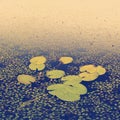 Water Lily Pads Royalty Free Stock Photo