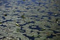 Water lily pads covering the water of a lake Royalty Free Stock Photo