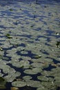 Water lily pads covering the water of a lake Royalty Free Stock Photo