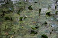 Duckweed Green Algae and Lily Pads on a Lake Surface Royalty Free Stock Photo