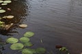 Water lily pads floating in a pond Royalty Free Stock Photo