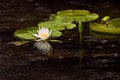 Water Lily Pads & Flower Royalty Free Stock Photo