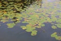 Water lily pads on the Ibm lake, or Heratinger lake, in Upper Austria, in autumn. Royalty Free Stock Photo